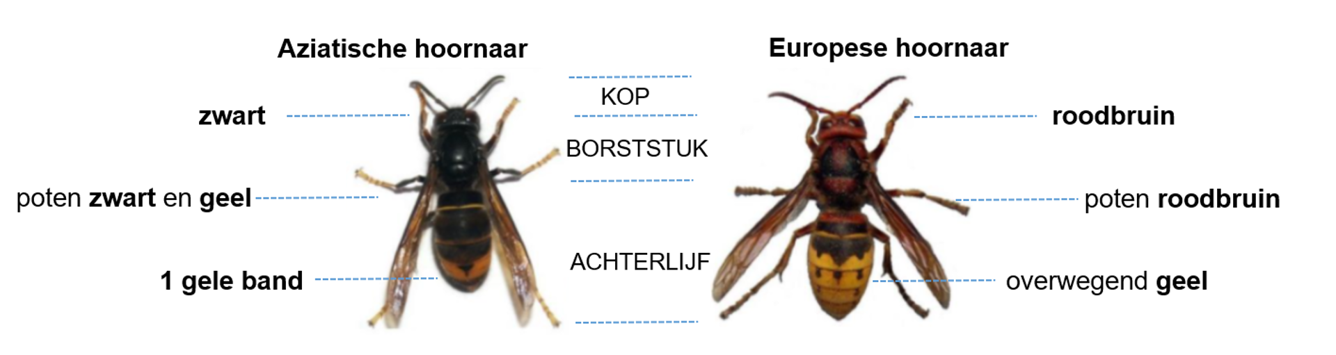 Aziatische hoornaar met zwarte kop, zwart en gele poten en 1 gele band op het achterlijf. Daarnaast de Europese hornaar met een roodbruine kop, roodbruine poten en een overwegend geel achterlijf.