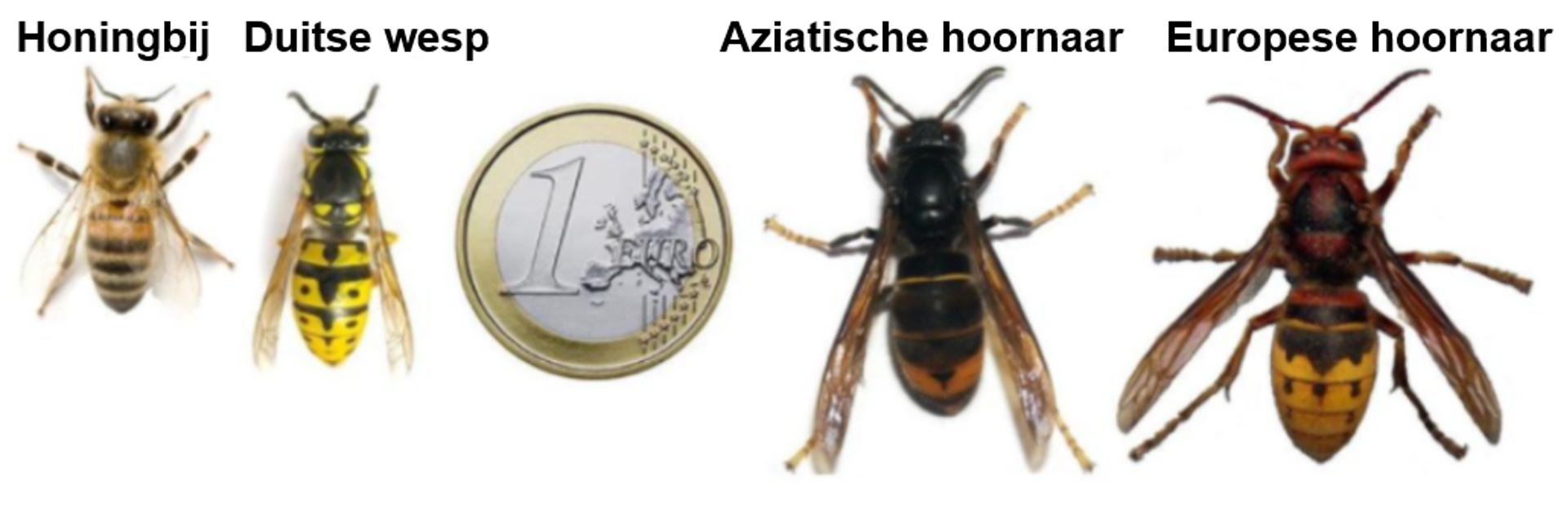 Van links naar rechts staan afgebeeld: honingbij - Duitse wesp - een Euro muntstuk - Aziatische hoornaar en Europese hoornaar. 