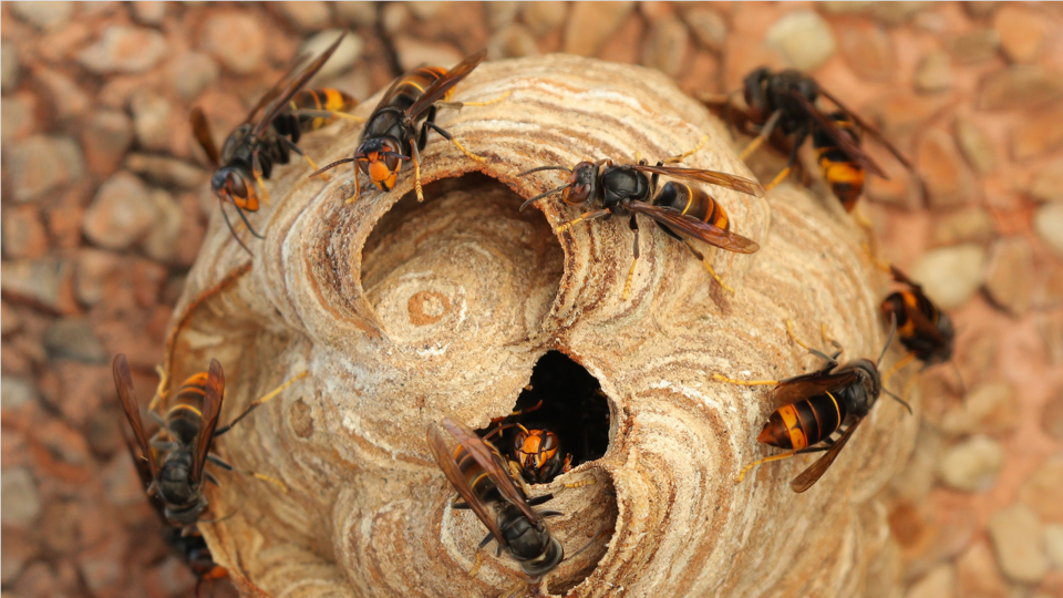 Aziatische Hoornaar Nest